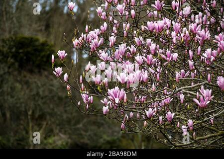 Eine schöne, reife Magnolia Tree Magnolia x Soulangeana in voller Blüte in den Trenance Gardens in Newquay in Cornwall. Stockfoto