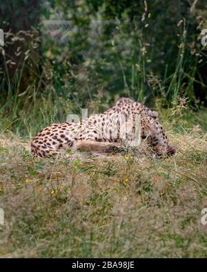 Gepard legt sich in Gras Stockfoto