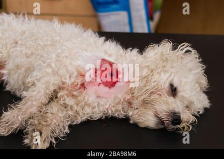 Weißer Hund mit Bisswunde in der Tierklinik Stockfoto