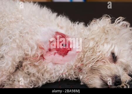 Weißer Hund mit Bisswunde in der Tierklinik Stockfoto