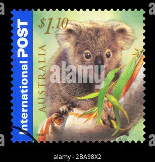 AUSTRALIEN - CIRCA 2002: Eine in AUSTRALIEN gedruckte Briefmarke zeigt die Koala Eating, International Post Series, ca. 2002 Stockfoto