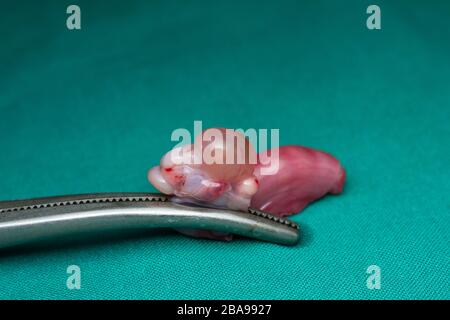 Nahaufnahme eines Katzen-Eierstocks mit Zyste Stockfoto