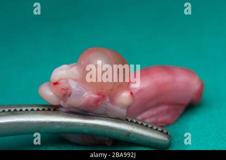 Nahaufnahme eines Katzen-Eierstocks mit Zyste Stockfoto