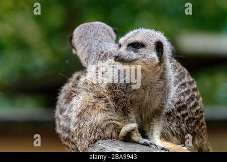 Gruppe von Meerkat, die im Protokoll sitzt Stockfoto