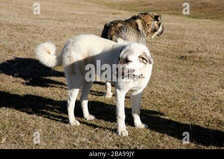 Großer anatolischer Hirtenhund in der Natur Stockfoto