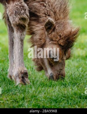 Baby Baktrian Kamel im Feld Stockfoto