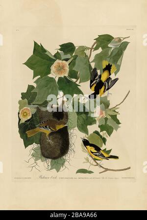 Platte 12 Baltimore Oriole von The Birds of America Folio (187-184) von John James Audubon - sehr hohe Auflösung und Qualität bearbeitetes Bild Stockfoto