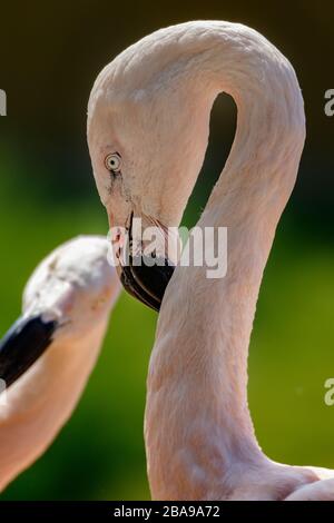 flamingo-kopfschuss Stockfoto