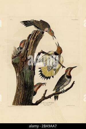 Platte 37 Goldgeflügelter Holzfäller (Northern Flicker) The Birds of America (187-184) von John James Audubon, sehr hochauflösendes, qualitativ hochwertiges Bild Stockfoto