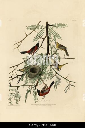 Platte 42 Orchard Oriole von The Birds of America Folio (187-184) von John James Audubon - sehr hochauflösendes und qualitativ hochwertiges bearbeitetes Bild Stockfoto