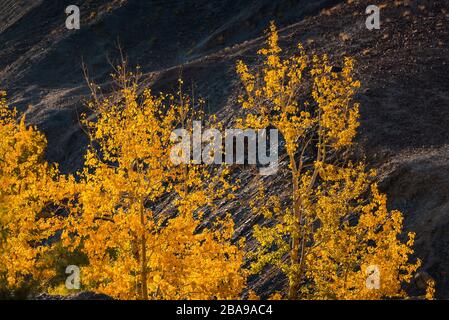Schöne bunte Herbstblätter / grün, gelb, orange, Stockfoto