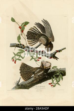 Platte 52 Chuck-will's Widow von The Birds of America Folio (187-184) von John James Audubon - sehr hochauflösendes und qualitativ hochwertiges bearbeitetes Bild Stockfoto