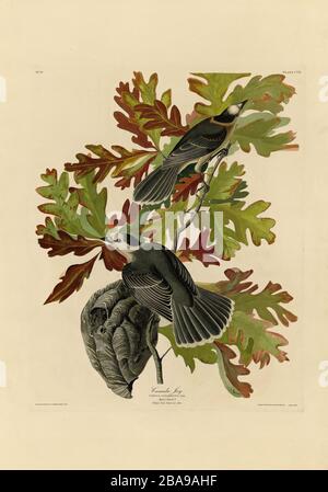 Platte 107 Canada Jay from the Birds of America Folio (187-29) von John James Audubon - sehr hohe Auflösung und Qualität bearbeitetes Bild Stockfoto