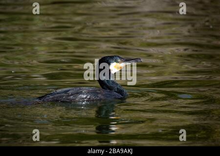 Porträt eines schwarzen großen Kormorans, der in einem Teich in die Wildnis schwimmt Stockfoto