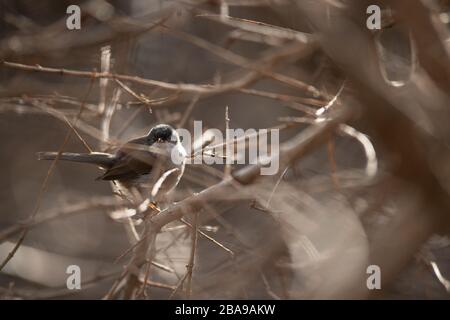 Porträt eines wilden weiblichen sardischen Warblers auf einem Ast Stockfoto