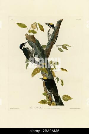 Platte 132 Dreiröhriger (schwarz unterlegter) Specht von den Vögeln Amerikas (187-184) John James Audubon, sehr hochauflösendes und qualitativ hochwertiges bearbeitetes Bild Stockfoto