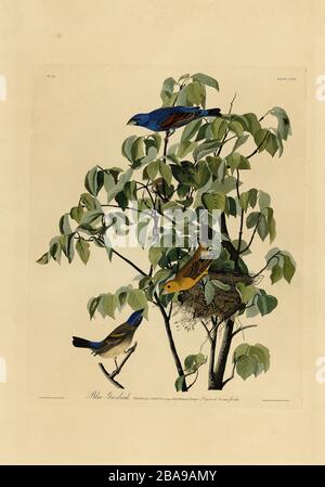 Platte 122 Blauer Großschnabel von The Birds of America Folio (187-184) von John James Audubon - sehr hohe Auflösung und Qualität bearbeitetes Bild Stockfoto