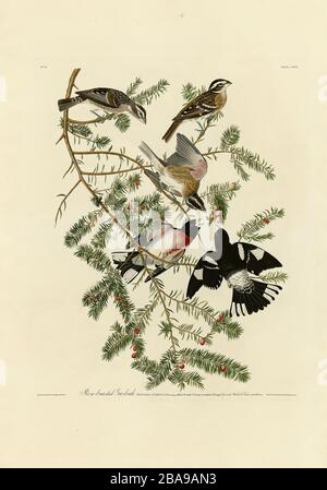 Platte 127 Rosenbrast Grosbeak von The Birds of America Folio (187-184) von John James Audubon - sehr hohe Auflösung und Qualität bearbeitetes Bild Stockfoto