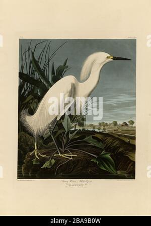 Platte 242 Snowy Heron oder White Egret von The Birds of America Folio (187-184) von John James Audubon - sehr hochauflösendes und qualitativ hochwertiges bearbeitetes Bild Stockfoto