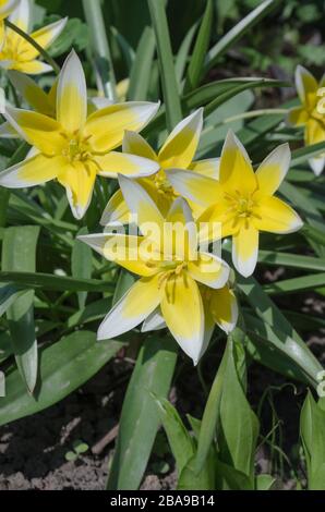 Tarda Dasystemon Tulpenblume wächst im Garten Stockfoto