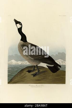 Platte 277 Hutchins's Barnacle (Cackling) Gans, The Birds of America Folio (187-184) John James Audubon - sehr hochauflösendes, qualitativ hochwertiges Bild Stockfoto