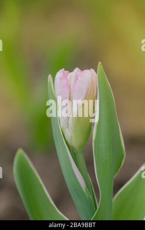 Zweifach rosafarbene Ponytulpe im Garten. Schöne doppelrosafarbene Tulpe. Rosa früh blühende Doppeltulpe Angelique Stockfoto