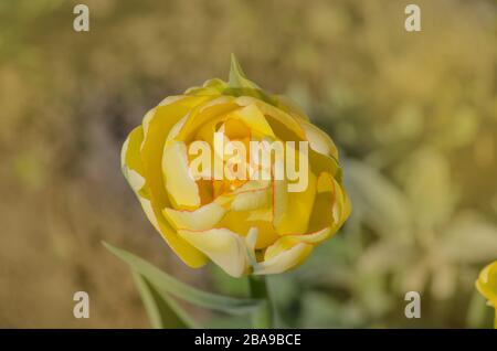 Pfirnblütige gelbe Tulpe. Tulpenblüte Akebono. Gelbe und goldene orangefarbene Tulpe Stockfoto