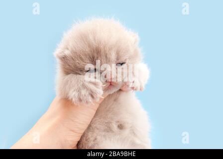 Kleine beige Kätzchen in der Hand auf blauem Grund. Platz für Text Stockfoto