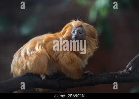 Porträt eines süßen goldenen Löwen Tamarin im Dunkeln Stockfoto