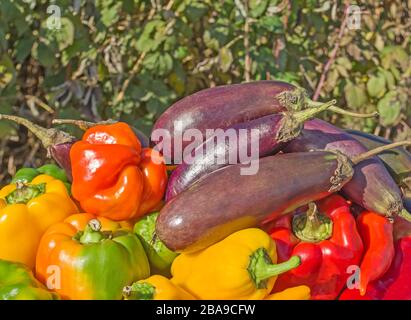 Frische bunte Paprika Auberginen auf Holz. Gesundes organisches Gemüse. Gruppe bunter Paprika Aubergine auf dem Holzhintergrund. Stockfoto