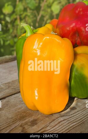 Frische bunte Paprika auf Holz. Gesundes organisches Gemüse. Gruppe bunter Paprika auf dem Holzhintergrund. Stockfoto