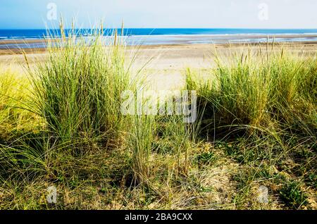 Seegras oder Marram-Gras Ammophila arenaria, das typischerweise an Sandstränden wächst, wo ihre mattierten Wurzeln den Boden stabilisieren Stockfoto