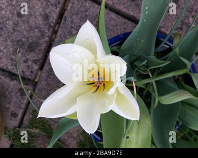 Weiße Tulpe voll offene Sternform. Von oben betrachtet. Stockfoto