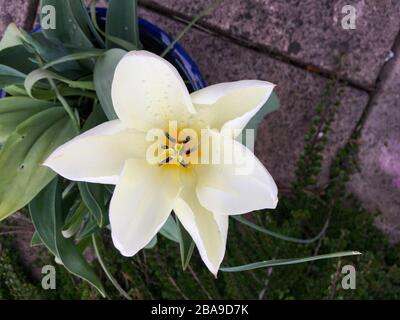 Weiße Tulpe voll offene Sternform. Von oben betrachtet. Stockfoto