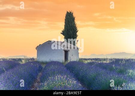 Sonnenaufgang über Lavendelfeldern in der Provence, Südfrankreich Stockfoto