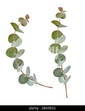 Zwei Eucalyptus-Äste isoliert auf weißem Grund Stockfoto