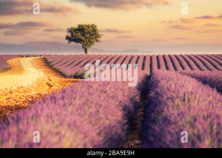 Sonnenaufgang über Lavendelfeldern in der Provence, Südfrankreich Stockfoto