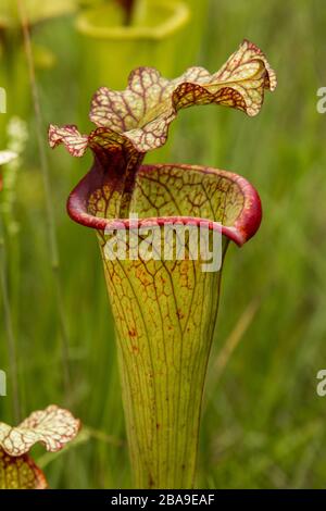 Sarracenia flava x leucophylla im Okaloosa County, Florida, USA Stockfoto