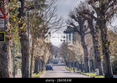 Merton Park, London, Großbritannien. März 2020. Ruhige Wohnstraßen in dieser grünen Vorstadt im Südwesten Londons während des Coronavirus Sperrens. Kredit: Malcolm Park/Alamy Live News. Stockfoto