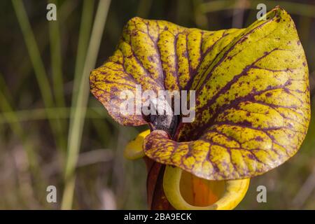 Baumfrosch (Hyla sp.) auf einer Pitcher-Pflanze (Sarracenia flava) gesehen in Liberty County (Florida, USA) Stockfoto