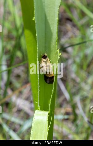 Exyra Semicrocea in Sarracenia flava in Liberty County, Florida, USA Stockfoto