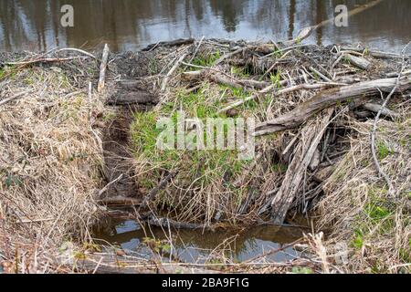 Eine Nahaufnahme eines Biber-Damms nahe dem Ufer eines Flusses. Stockfoto