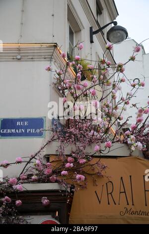 Pink Blossom, Montmartre, Paris, Frankreich Stockfoto