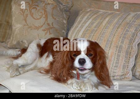 Charmanter Cavalier King Charles Spaniel mit einem Snack Stockfoto