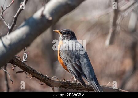 American Robin in Springtime in der Niederlassung Stockfoto