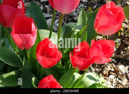 Rote Tulpen blühen im Frühling Sonnenschein, South London Stockfoto
