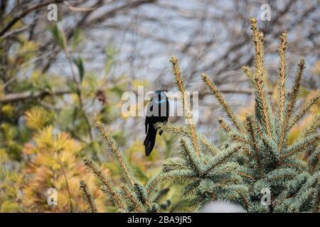 Gemeinsames Grackle auf Spruce Branch Stockfoto