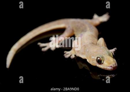 Asian House Echse (Hemidactylus) oder gewöhnlicher Gecko isoliert auf schwarzem Hintergrund Stockfoto