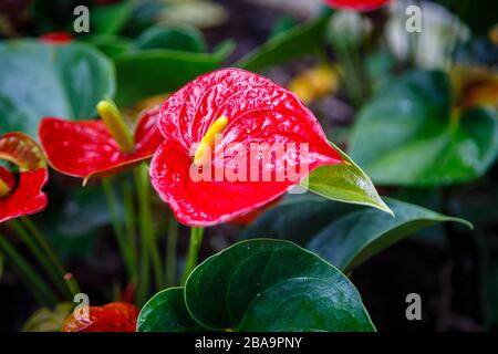 Leuchtend rote Flamingo-Blume, Anthurium andraeanum Linden ex André, im Botanischen Garten (Jardim Botanico), Südzone, Rio de Janeiro, Brasilien Stockfoto