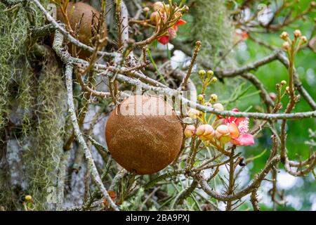 Rote Blumen (Racemes) und Früchte eines im Botanischen Garten (Jardim Botanico), Südzone, Rio de Janeiro wachsenden Kanonballbaums (Couroupita guianensis) Stockfoto